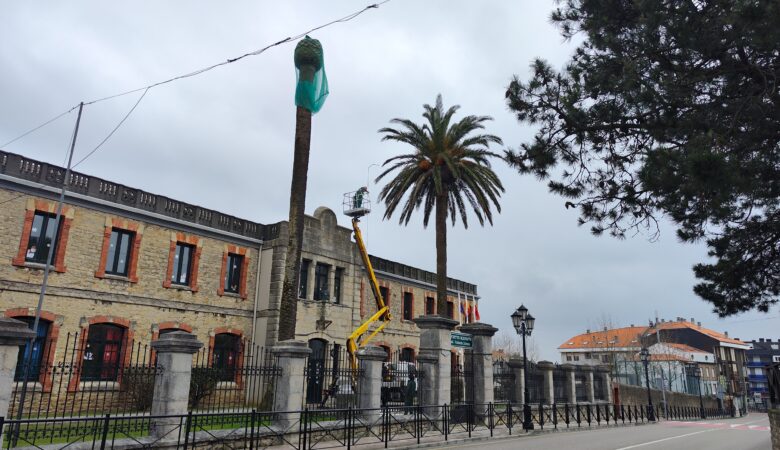 El Ayuntamiento de Suances refuerza la protección de sus palmeras municipales frente al picudo rojo con un plan sostenible en 2026