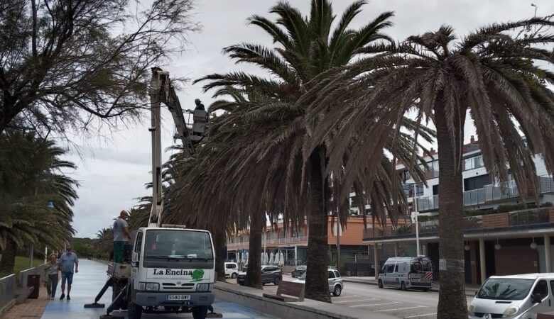 El Ayuntamiento de Suances refuerza en septiembre la protección de sus palmeras frente al picudo rojo